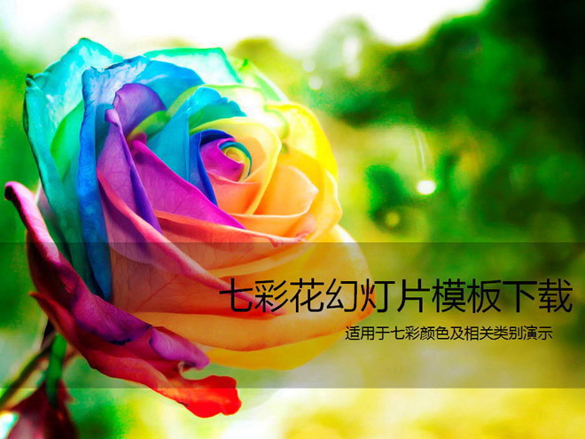 玫瑰花月季花 美丽的七彩玫瑰花PPT模板下载