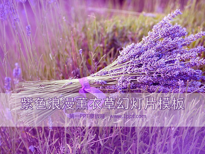 紫色幻灯片背景 紫色浪漫薰衣草背景植物幻灯片模板下载