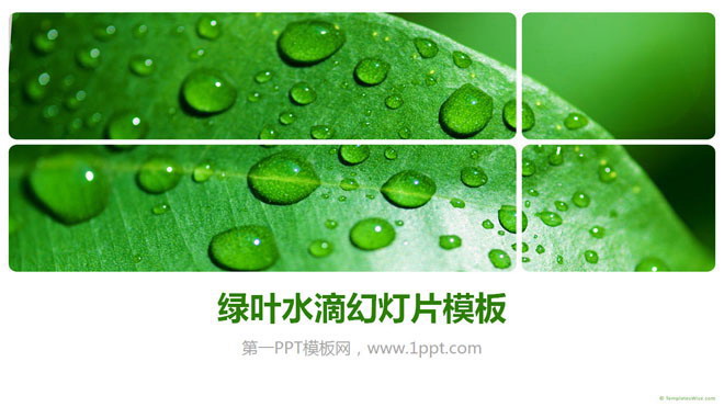 绿色幻灯片背景 绿色清新的叶子水滴PowerPoint模板下载