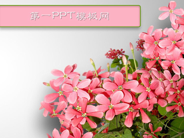 花朵、鲜花幻灯片背景图片 鲜花背景植物主题PPT模板下载