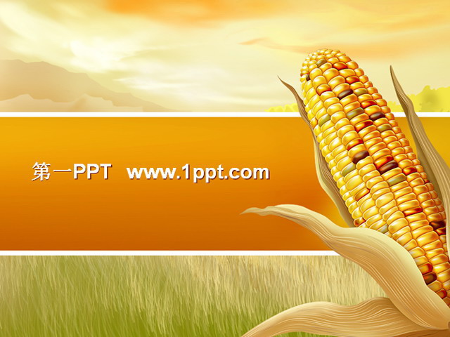 丰收玉米 丰收的喜悦玉米背景PPT模板