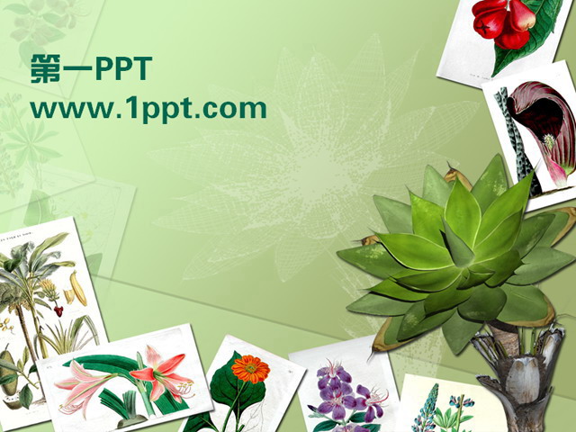花朵PPT背景图片 植物相册PPT模板下载