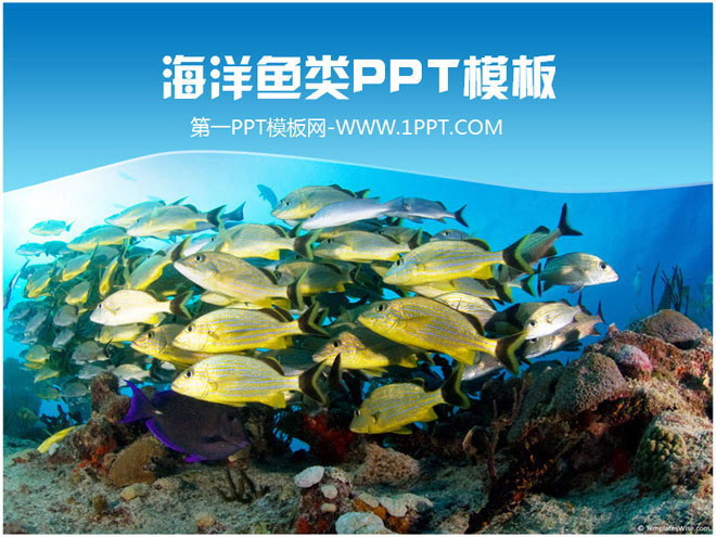 鱼类PPT背景图片 美丽的海底世界鱼群鱼类PPT模板
