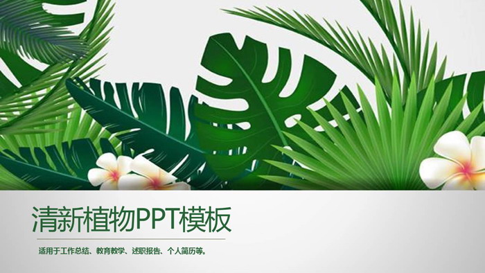 白色花朵PPT背景图片 绿色宽叶植物背景PPT模板免费下载