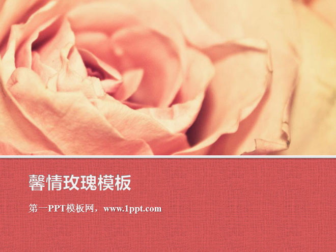 红色粉色幻灯片背景 粉色烂漫玫瑰花背景的植物幻灯片模板