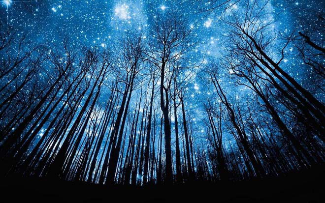 树木幻灯片背景图片 蓝色星空下幽深树林背影PPT背景图片