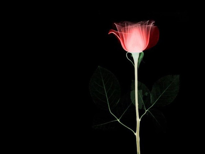 玫瑰背景图片 黑夜里的玫瑰花PPT背景图片